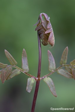 Unfurling blade